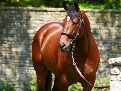 At Keeneland, Sheamus Mills purchased a filly Declaration ... Image 1